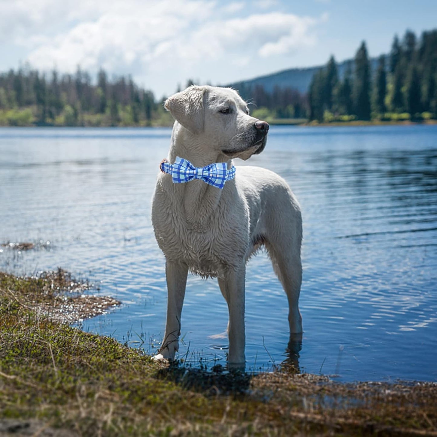Dog Collar with Bow - Blue Plaid Boy Dog Collar Cute Bowtie Pet Collar Adjustable Dog Collar for X-Small Puppy and Cat